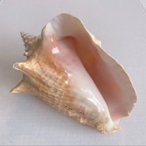 Conch Shell Horn Large Queen Conch Shell Horn Sea